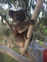 Koala in a tree